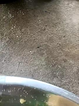 Indiangueen — Freechat on StripChat